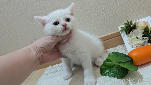 成約済の広島県のその他の猫種-97409の43枚目
