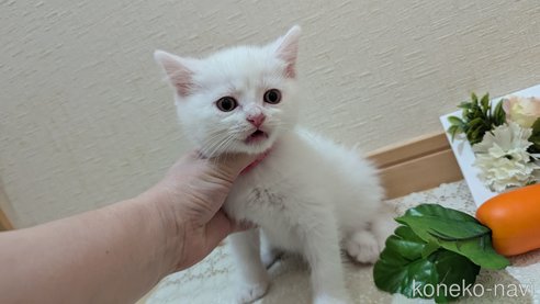 成約済の広島県のその他の猫種-97409の40枚目
