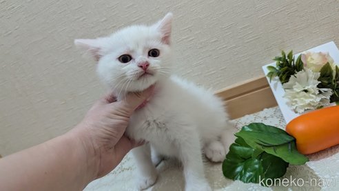 成約済の広島県のその他の猫種-97409の38枚目
