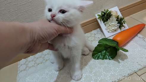 成約済の広島県のその他の猫種-97409の37枚目
