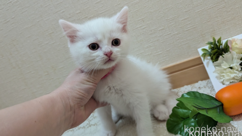 成約済の広島県のその他の猫種-97409の36枚目