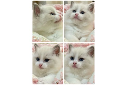 成約済の埼玉県のラグドール-99994の3枚目