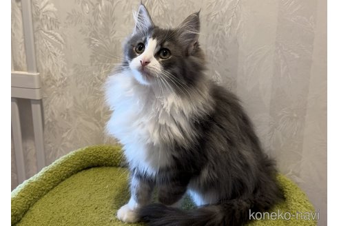 成約済の千葉県のノルウェージャンフォレストキャット-93936の1枚目