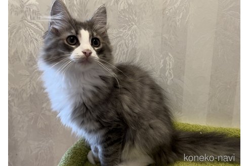 成約済の千葉県のノルウェージャンフォレストキャット-97075の1枚目