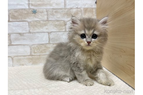 成約済の愛知県のペルシャ(チンチラ)-96914の5枚目