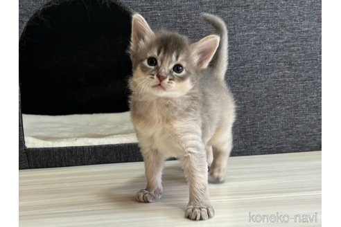 成約済の千葉県のソマリ-100961の3枚目
