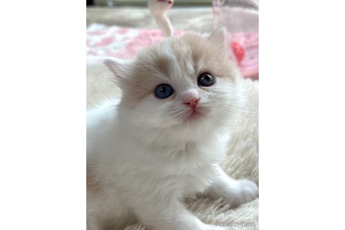 成約済の奈良県のスコティッシュフォールド-101123の3枚目