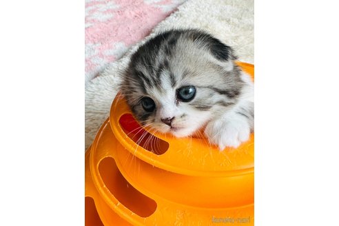 成約済の奈良県のスコティッシュフォールド(折れ耳)-101125の5枚目