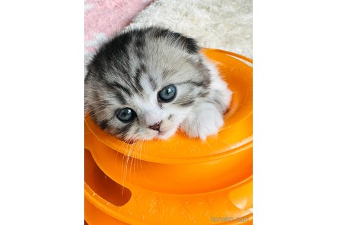 成約済の奈良県のスコティッシュフォールド(折れ耳)-101125の2枚目