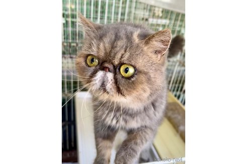 商談中の千葉県のエキゾチックショートヘア-82433の7枚目