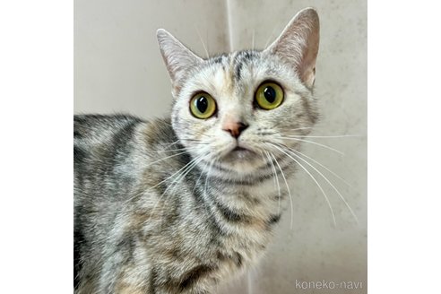 成約済の千葉県のアメリカンショートヘア-51590の1枚目