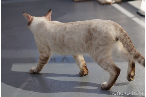 成約済の埼玉県のベンガル-93577の4枚目