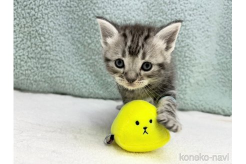 成約済の千葉県のアメリカンショートヘア-98142の9枚目