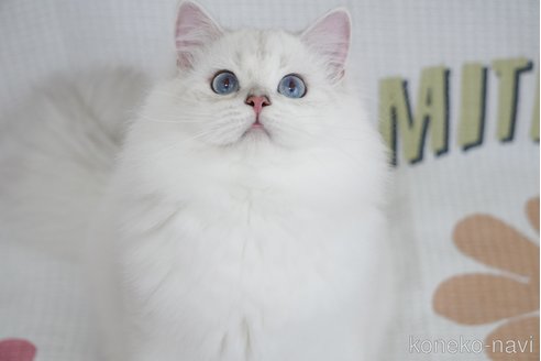 成約済の茨城県のブリティッシュロングヘア-85493の1枚目