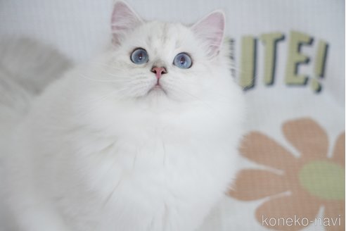 優雅なグレーヘアーとブルーの目が美しいシャム猫のフィギュリン
