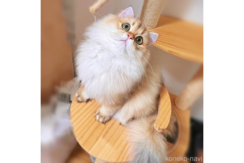 成約済の埼玉県のブリティッシュショートヘア-88152の4枚目