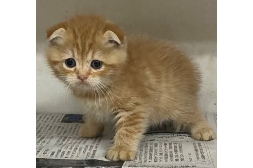 販売中の東京都のスコティッシュフォールド(折れ耳)-101219の4枚目