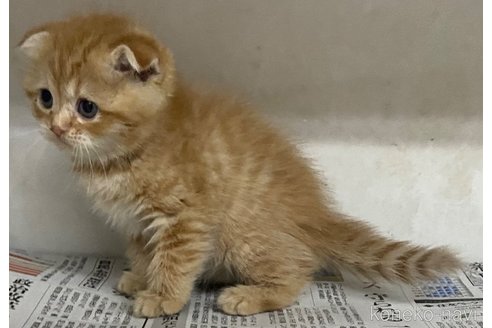 販売中の東京都のスコティッシュフォールド(折れ耳)-101219の6枚目