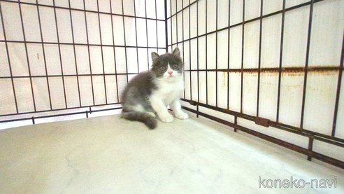 成約済の茨城県のブリティッシュショートヘア-101231