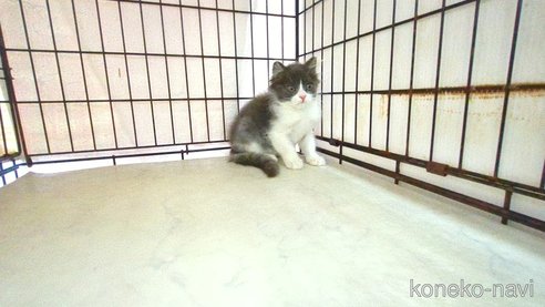 成約済の茨城県のブリティッシュショートヘア-101231の5枚目