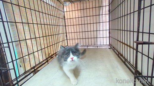 成約済の茨城県のブリティッシュショートヘア-101231の2枚目