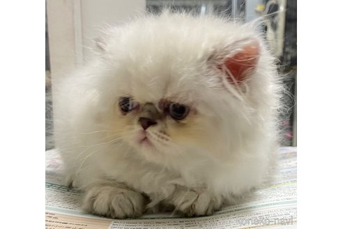成約済の東京都のスコティッシュフォールド-101232の3枚目