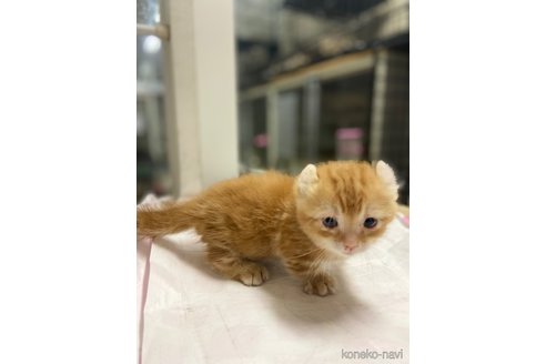 成約済の東京都のキンカロー-100460の3枚目