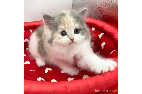 成約済の愛知県のスコティッシュフォールド-101241の3枚目