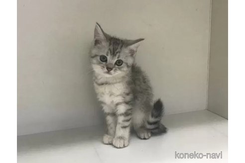 成約済の山形県のミックス-101244の1枚目