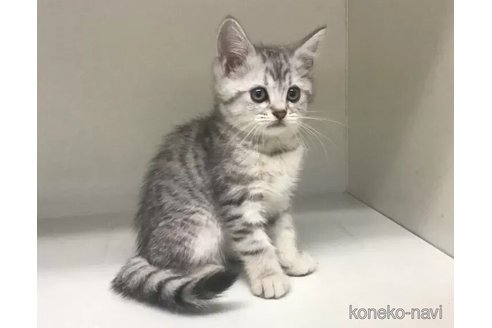 成約済の山形県のミックス-101244の5枚目