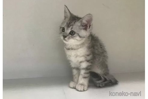 成約済の山形県のミックス-101244の3枚目