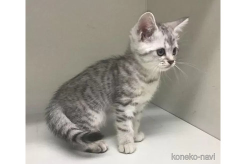成約済の山形県のミックス-101244の4枚目