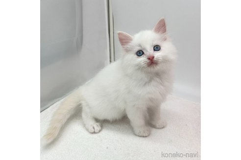 成約済の愛知県のラガマフィン-101246の3枚目