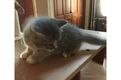 成約済の東京都のマンチカン-101247の2枚目