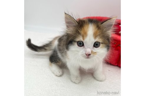 成約済の愛知県のラガマフィン-101249の3枚目