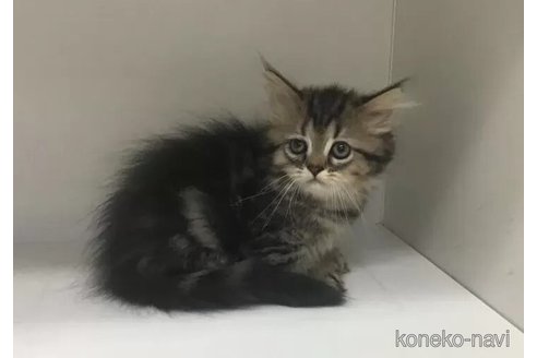 成約済の山形県のミックス-101250の2枚目