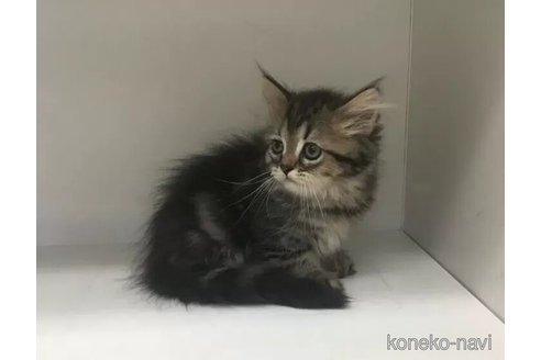 成約済の山形県のミックス-101250の3枚目