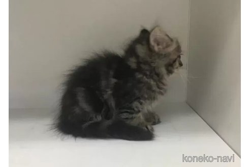 成約済の山形県のミックス-101250の5枚目
