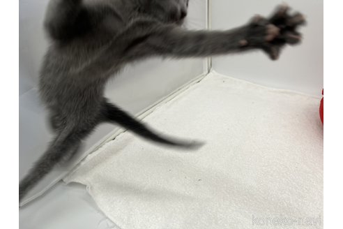 成約済の愛知県のロシアンブルー-101255の2枚目