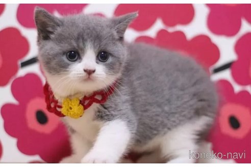 成約済の東京都のスコティッシュフォールド-101304の4枚目