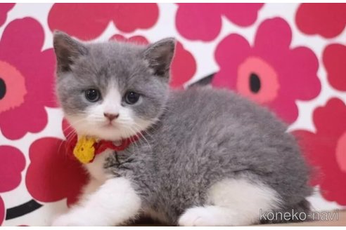 成約済の東京都のスコティッシュフォールド-101304の5枚目