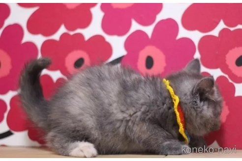 成約済の東京都のマンチカン-101305の6枚目