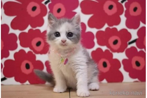 成約済の東京都のマンチカン-101306の2枚目