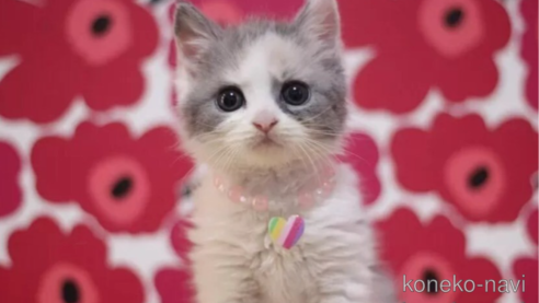 成約済の東京都のマンチカン-101306の1枚目