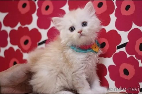 成約済の東京都のミヌエット-101308の2枚目