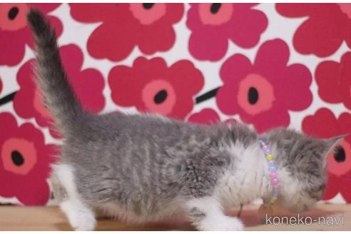 成約済の東京都のマンチカン-101309の2枚目