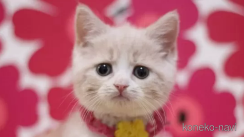 成約済の東京都のスコティッシュフォールド-101310