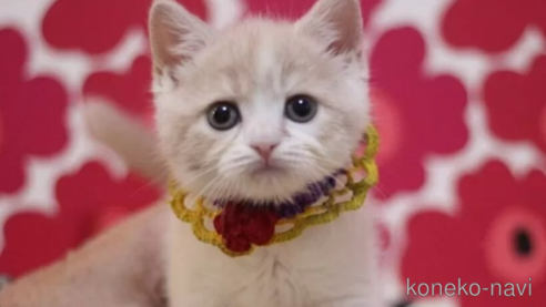 成約済の東京都のスコティッシュフォールド-101311