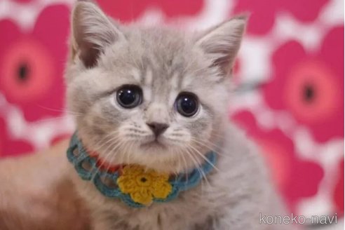 成約済の東京都のマンチカン-101312