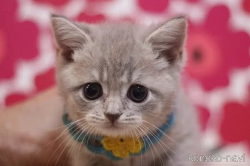 成約済の東京都のマンチカン-101312の2枚目